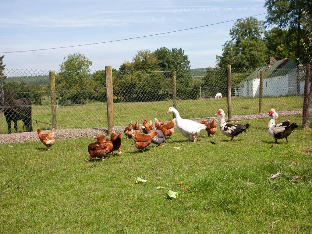 Newtown Farm Country House Hotel Ardmore  Exterior photo